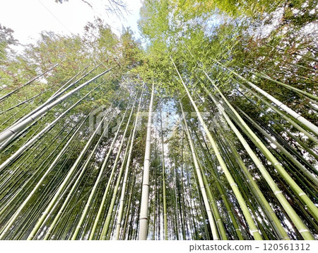 Bamboo grove Bamboo grove 120561312