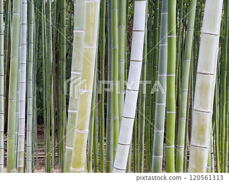 Bamboo grove Bamboo grove 120561313