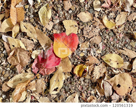 Fallen leaves  120561319