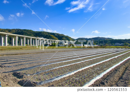 A landscape of a rural area where spring seedlings are planted and an overpass on a highway A landscape of a rural area where spring seedlings are planted and an overpass on a highway 120561553