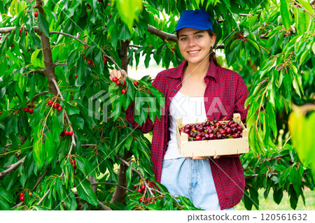 Positive woman harvesting ripe cherry in his orchard on day 120561632