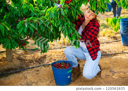 Hardworking girl farmer plucks cherries from a tree, putting fruit in a bucket Hardworking girl farmer plucks cherries from a tree, putting fruit in a bucket 120561635