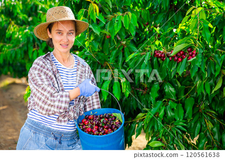 Middle aged woman picking cherries in fruit garden 120561638