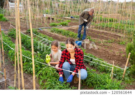 Little girl with family watering planting seedlings 120561644