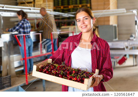 Young female farmer showing sweet cherries in crate in fruit warehouse Young female farmer showing sweet cherries in crate in fruit warehouse 120561647