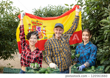 Excited man and two women farmers holding flag of Spain after picking avocados on farm 120561660