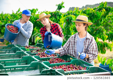 Gardeners sorting freshly harvested cherry at orchard 120561665