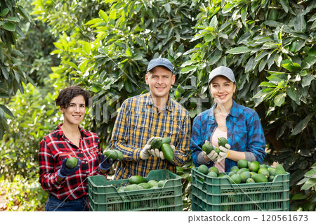 Three farmers posing with harvest of avocado in orchard 120561673