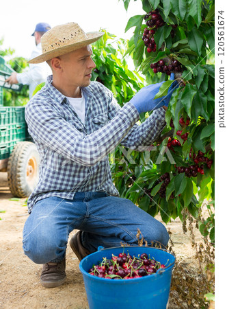 Man harvesting ripe sweet cherries in farm orchard 120561674