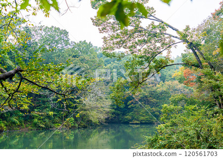 Lake Shinsei: Autumn leaves reflected on the water (Hadano, Kanagawa Prefecture) 120561703