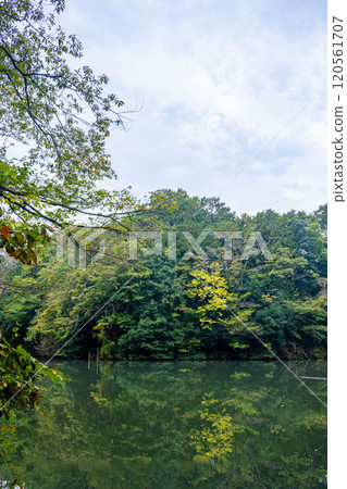 Lake Shinsei: Autumn leaves reflected on the water (Hadano, Kanagawa Prefecture) 120561707