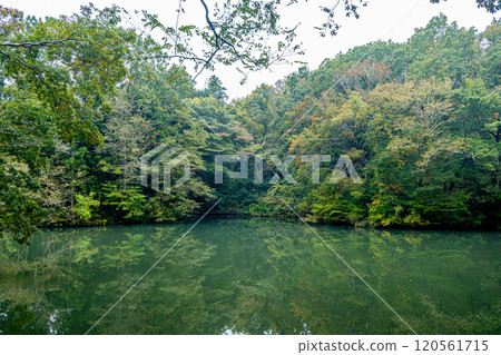 【新星湖】倒映在水面上的秋葉(神奈川縣秦野市) 【新星湖】倒映在水面上的秋葉(神奈川縣秦野市) 120561715
