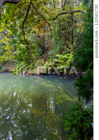 "Shinsei Lake" Trees reflected on the water surface (Hadano City, Kanagawa Prefecture) 120561730