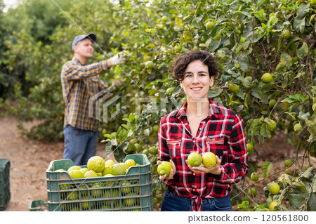 Glad successful Latin female harvesting lemons during work on farm Glad successful Latin female harvesting lemons during work on farm 120561800