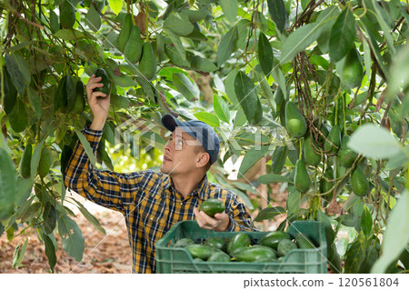Focused European male picking ripe organic avocados in plastic container box in orchard or on farm on fall day 120561804