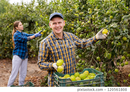 Busy young man farmer harvesting lemons in orchard 120561808