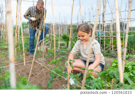 Father and daughter working in garden Father and daughter working in garden 120561833