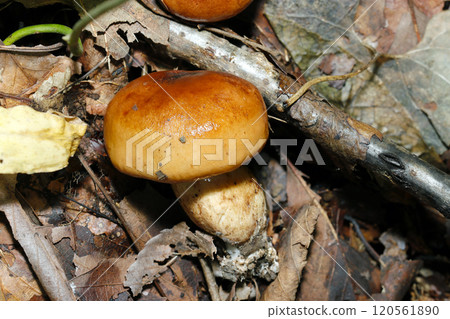Cute, round young kusahatsu mushrooms growing in the fertile soil of a wooded area (natural light + strobe macro close-up) Cute, round young kusahatsu mushrooms growing in the fertile soil of a wooded area (natural light + strobe macro close-up) 120561890