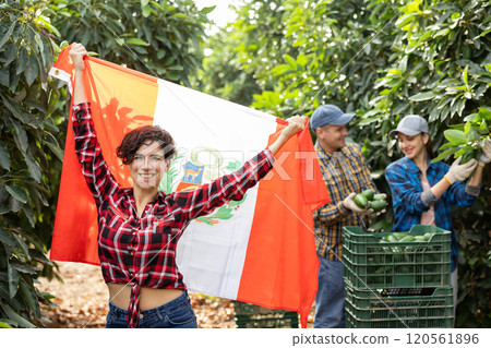 Joyful young Latin female gardener waving Peruvian flag during avocado harvesting season on farm in autumn Joyful young Latin female gardener waving Peruvian flag during avocado harvesting season on farm in autumn 120561896