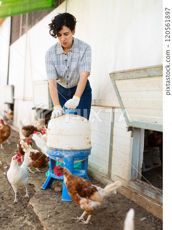 Young female farmer holding legged bird drinker while chicken walking on backyard 120561897