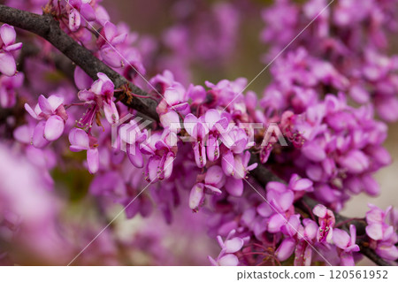 Blossoming Cercis siliquastrum 120561952