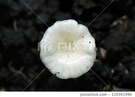 Small, white virginiana mushroom (circular top, strobe + macro photography) Small, white virginiana mushroom (circular top, strobe + macro photography) 120561996