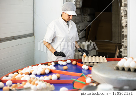 Hispanic female poultry farm worker sorting chicken eggs Hispanic female poultry farm worker sorting chicken eggs 120562181