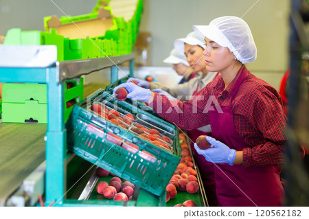 Woman working at fruits warehouse, checking and marking peaches in boxes 120562182