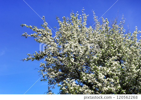 Photo of a white blossoming apple tree against the sky. 120562268