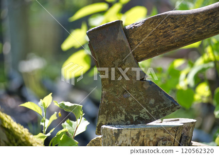 Close-up of a rustic axe embedded in a tree stump in a sunny garden Close-up of a rustic axe embedded in a tree stump in a sunny garden 120562320