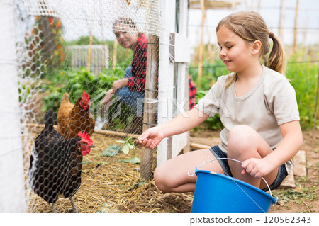 Little girl feeding poultry at family allotment 120562343