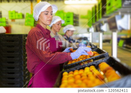 Three women sorting peaches 120562411