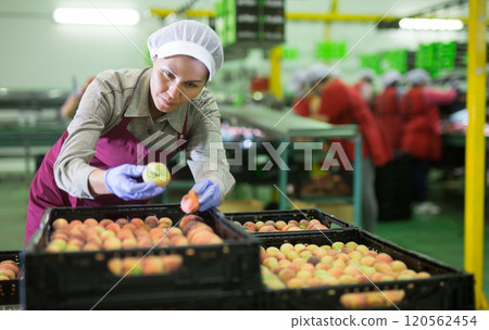 Woman grading peaches 120562454