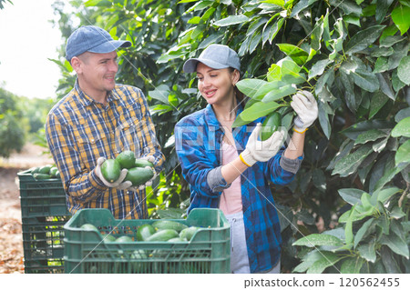 Happy young man and woman farmers harvesting avocados in garden 120562455