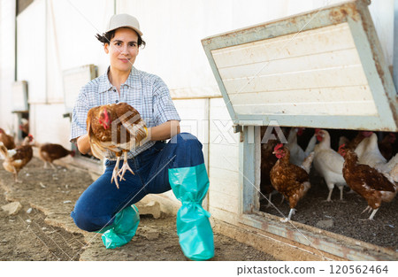 Female farmer holding chicken in poultry farm 120562464