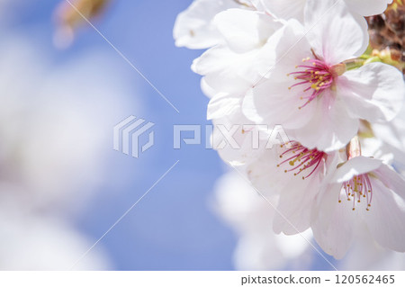 櫻花 120562465