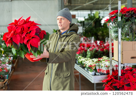 Man choosing poinsettia in floral shop 120562478