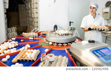 Hispanic female poultry farm worker sorting chicken eggs 120562498