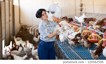 Smiling latin woman in plaid shirt working in chicken farm 120562500