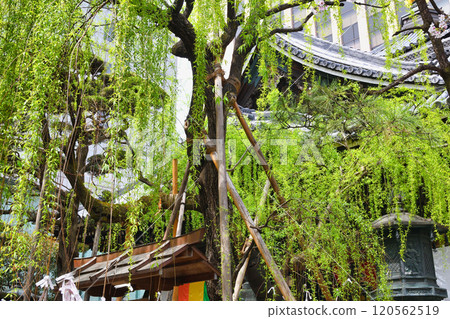 京都紫雲山長法寺六角堂六角柳(京都市中京區) 京都紫雲山長法寺六角堂六角柳(京都市中京區) 120562519