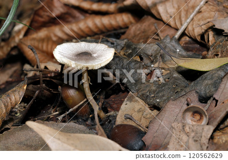 In a Satoyama forest, fallen leaves and Kurohimekarakasatake mushrooms (natural light + strobe macro close-up) 120562629