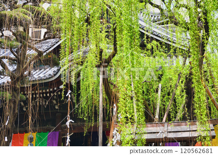 Rokkakudo Hall, Rokkakuyanagi, Chohoji Temple, Mount Shiun, Kyoto (Nakagyo Ward, Kyoto City) Rokkakudo Hall, Rokkakuyanagi, Chohoji Temple, Mount Shiun, Kyoto (Nakagyo Ward, Kyoto City) 120562681