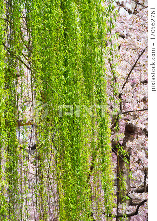 Kyoto Shiunzan Chohoji Temple Rokkakudo Hexagonal willow and beautiful weeping cherry blossoms (Nakagyo Ward, Kyoto City) 120562761