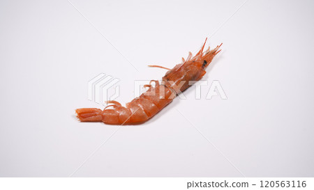 Shrimp 120563116