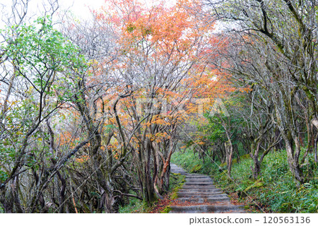 秋天的牧之峠山路秋葉 秋天的牧之峠山路秋葉 120563136