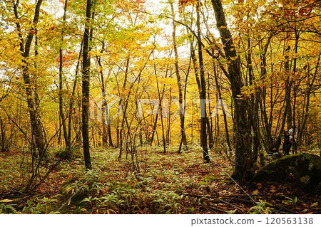 241020 八千穗高原自然公園 120563138