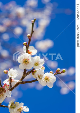 White plum shining in the blue sky White plum shining in the blue sky 120563451