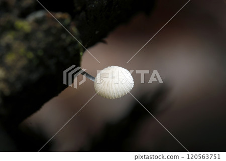 A small white mushroom emerges from the side of a rotten tree (natural light + strobe macro close-up) 120563751