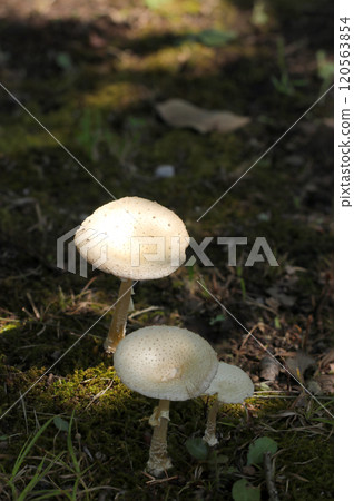 White warty parasol mushroom in weedy area (natural light + strobe, macro close-up) 120563854