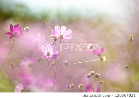 宇宙在風中搖曳 宇宙在風中搖曳 120564021